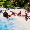 Crab with Shell Articulating - Image 2