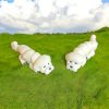 Flexi - Bichon - Articulating - Image 2