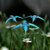 Flexi - Hummingbird - Articulating - Image 2